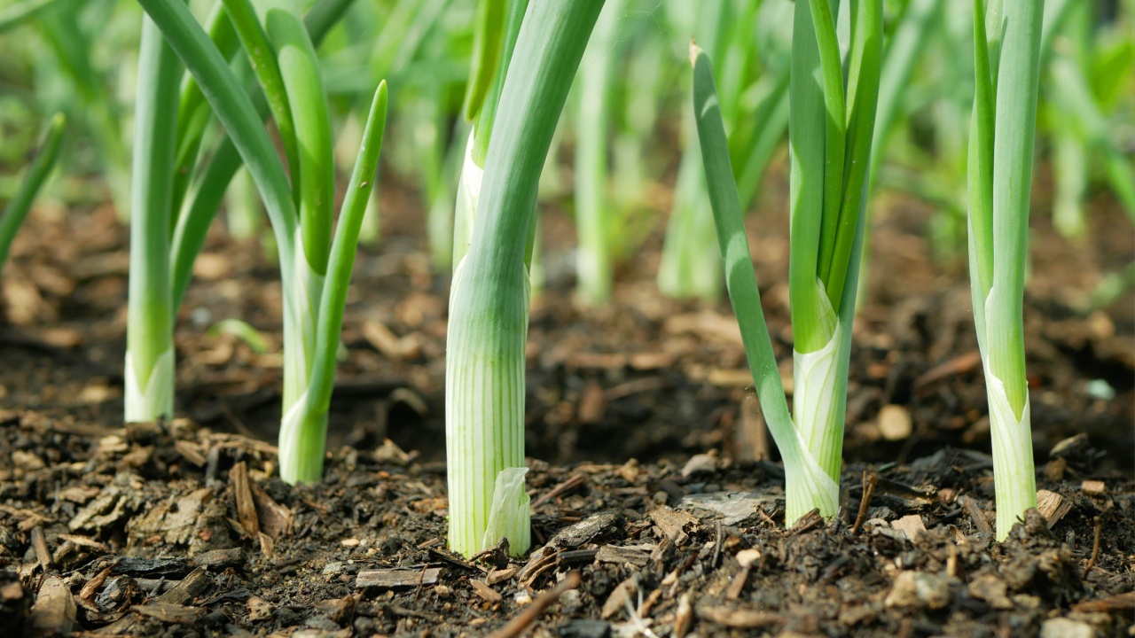 Κρεμμύδι άνοιξη sibies scallion στέλεχος στελέχη allium cepa παχιά βολβός κοινά οργανικά φυτά νεαρά λαχανικά βλαστάκια μεγαλώνουν αλεσμένο βιολογικό αγροτικό γεωργικό αγροτικό κήπο φρέσκο, βιολογικά καλλιεργημένο οργανικό