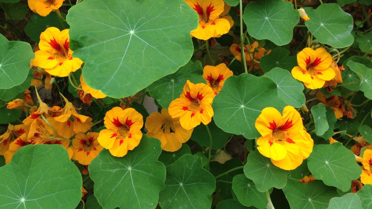 Ένα κρεβάτι ανθοφορίας κήπου (Tropaeolum majus), με κίτρινα πέταλα και κόκκινες καρδιές.