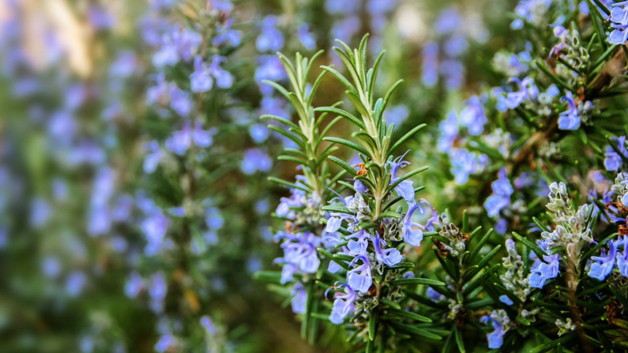 Τα φυτά Rosemary Blossoming στον κήπο βοτάνων, επιλεγμένη εστίαση, στενό βάθος πεδίου