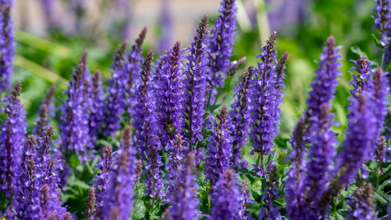Salvia nemorosa Το δάσος φασκόμηλο όμορφο φωτεινό χρώμα μοβ μπλε λουλούδια σε άνθιση, βαλκανικά ανθισμένα διακοσμητικά φυτά στον κήπο