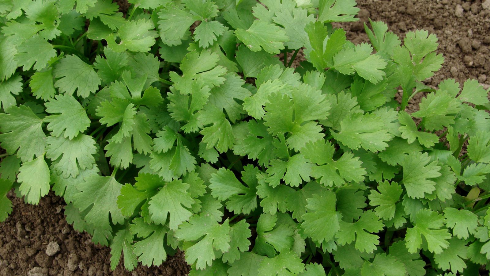 Το Cilantro αναπτύσσεται στον κήπο.