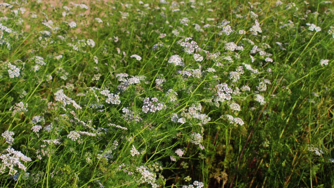Cilantro (Κοριάνδρο) Φυτά στο στάδιο ανθοφορίας - Κύκλος ζωής βότανο, γαστρονομικός κήπος με βότανα με λεπτές λευκές άνθους.