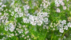 Είναι τα λουλούδια Cilantro βρώσιμα; 5 τρόποι για να χρησιμοποιήσετε το Cilantro Blooms