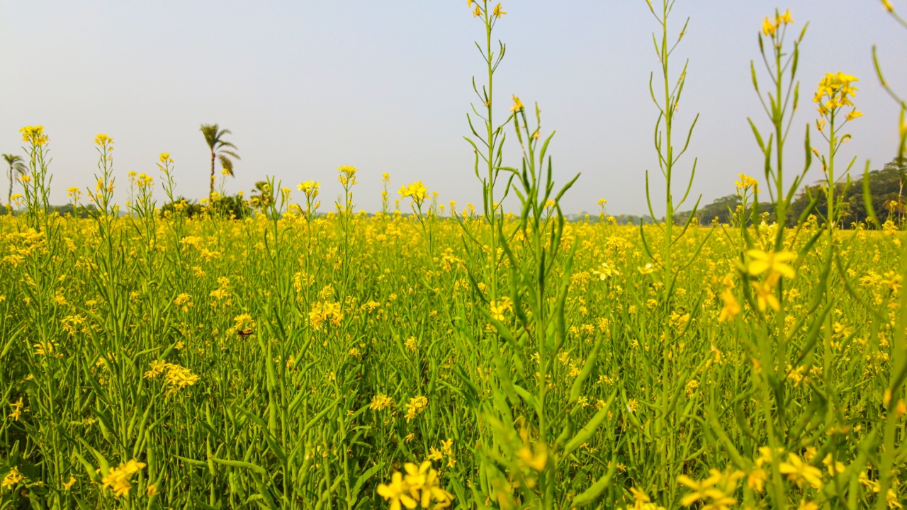 Field Mustard Brassica Napus ή Brassica Napus