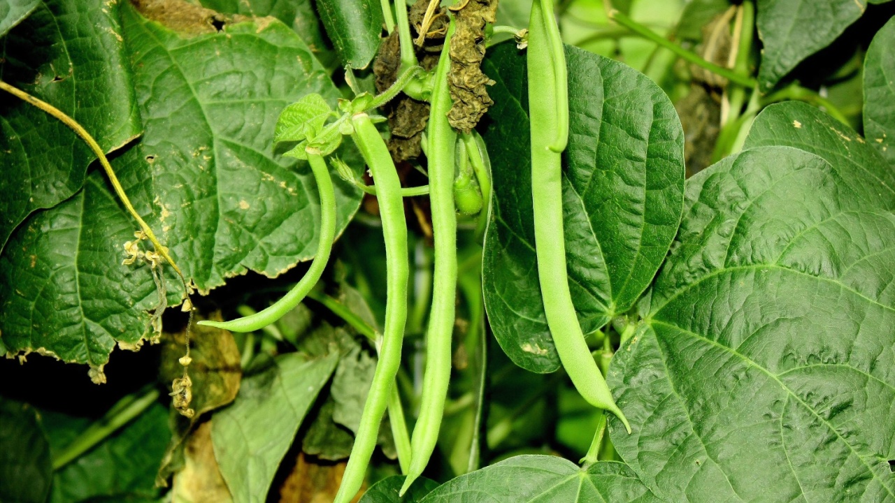 Pole Beans, (Kentucky Wonder Common Name) Έτοιμο να πάρει. Φύλλωμα φασολιών ως φόντο