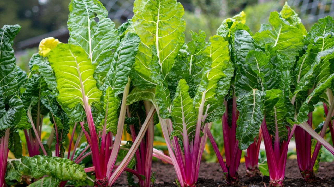 Peppermint Swiss Chard που αναπτύσσεται στο έδαφος. Φωτεινά πράσινα φύλλα και μοβ μίσχους. Οργανικός κήπος λαχανικών.